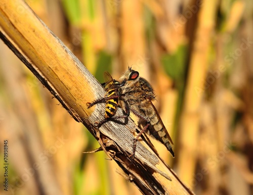 Hunting scene of robber fly on wasp photo