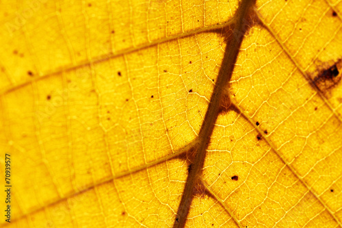 autumn leaf