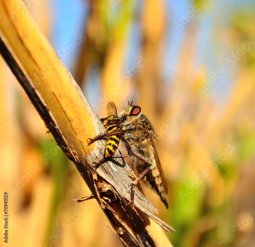 Hunting scene of great robber fly on small wasp photo