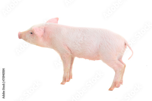 pig