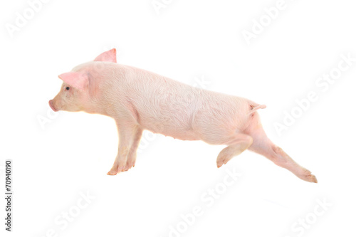 pig