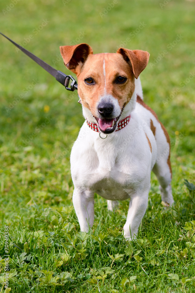 Jack Russell dog in park Jack Russell dog in park