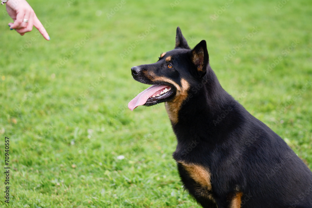 Dog sitting instructed by handler Dog sitting instructed by handler