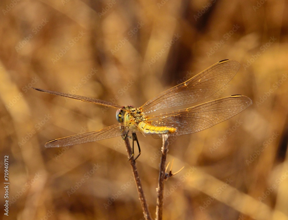 Back of sympetrum dragonfly on dry twig Back of sympetrum dragonfly on dry twig