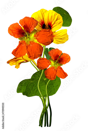 nasturtium flowers isolated on white background