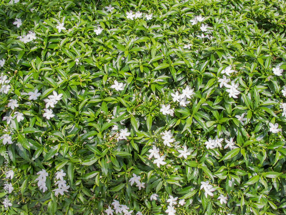 Small white flower plants under strong sunlight Small white flower plants under strong sunlight