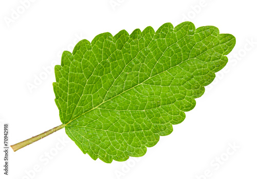 Lemon melissa leaf
