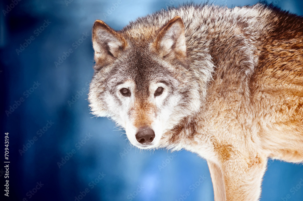 Fototapeta premium Closeup portrait of a wild wolf