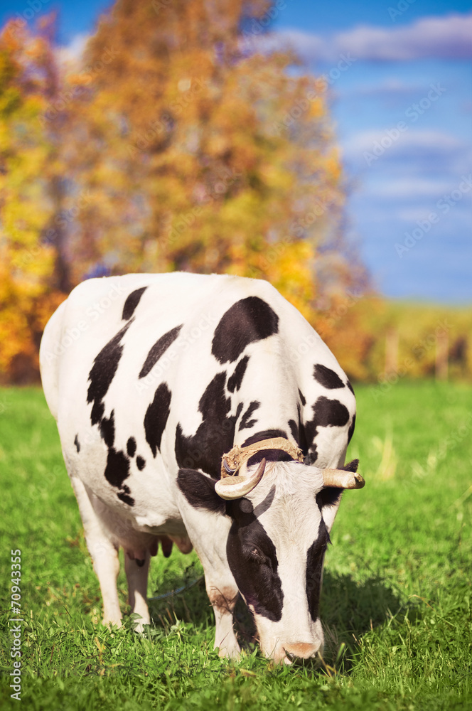 Spotted cow on green meadow in the autumn Spotted cow on green meadow in the autumn