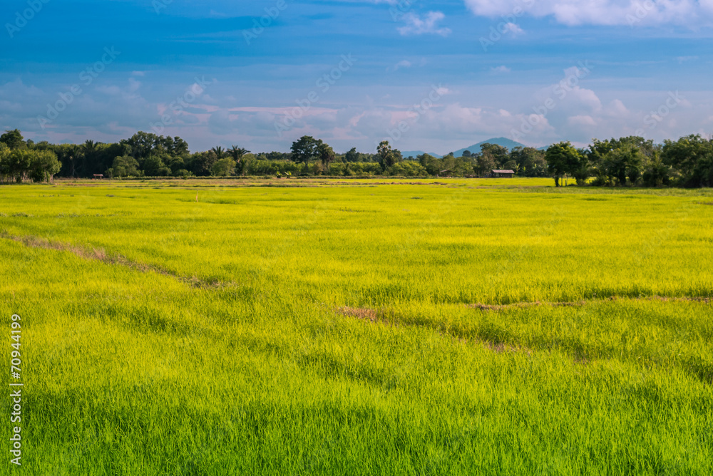 Obraz premium Rice field in Thailand