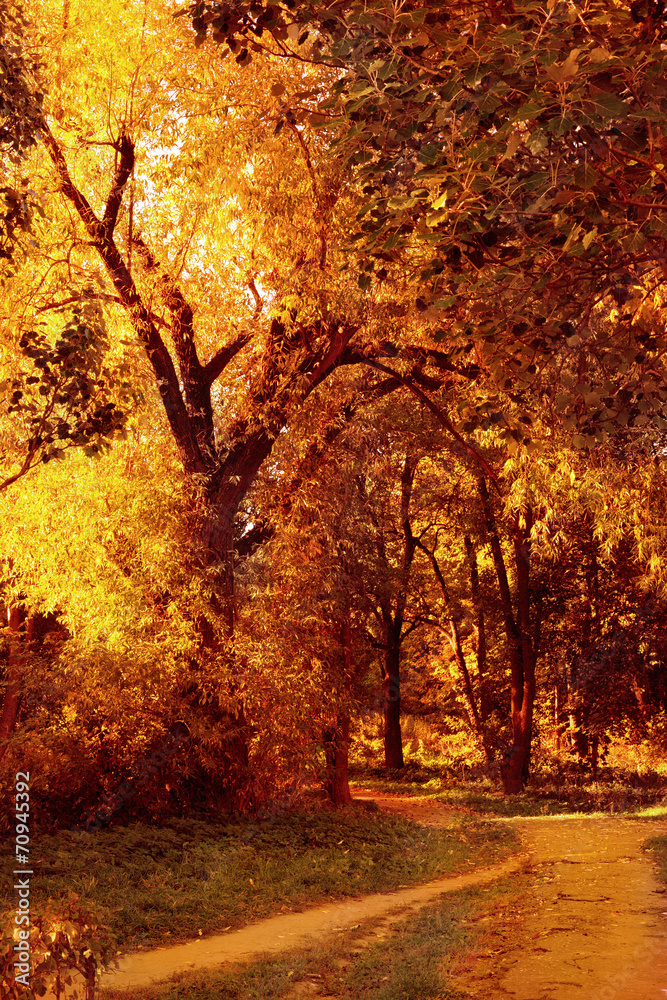 Colorful autumn - obrazy, fototapety, plakaty 