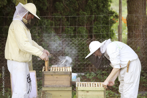 Beekeeper at work with bees © pfluegler photo
