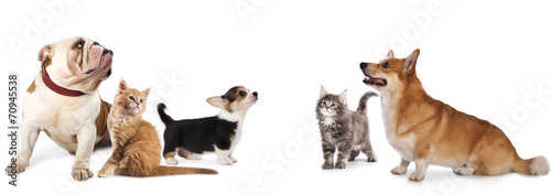 group of dogs and cat look up