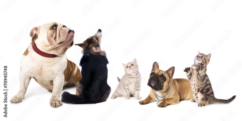 Obraz premium group of dogs and cat look up in white background.