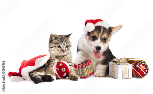 Fototapeta Naklejka Na Ścianę i Meble -  dog and cat and kitens wearing a santa hat