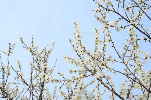 Peach blossoms