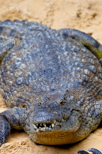 A nile crocodile  Crocodylus niloticus