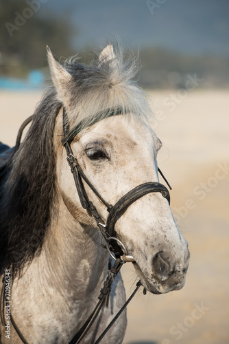 Portrait Of A Sports Horse. © xiaoliangge