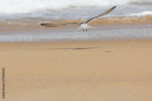 seagull flying from death fish on the beach sand photo