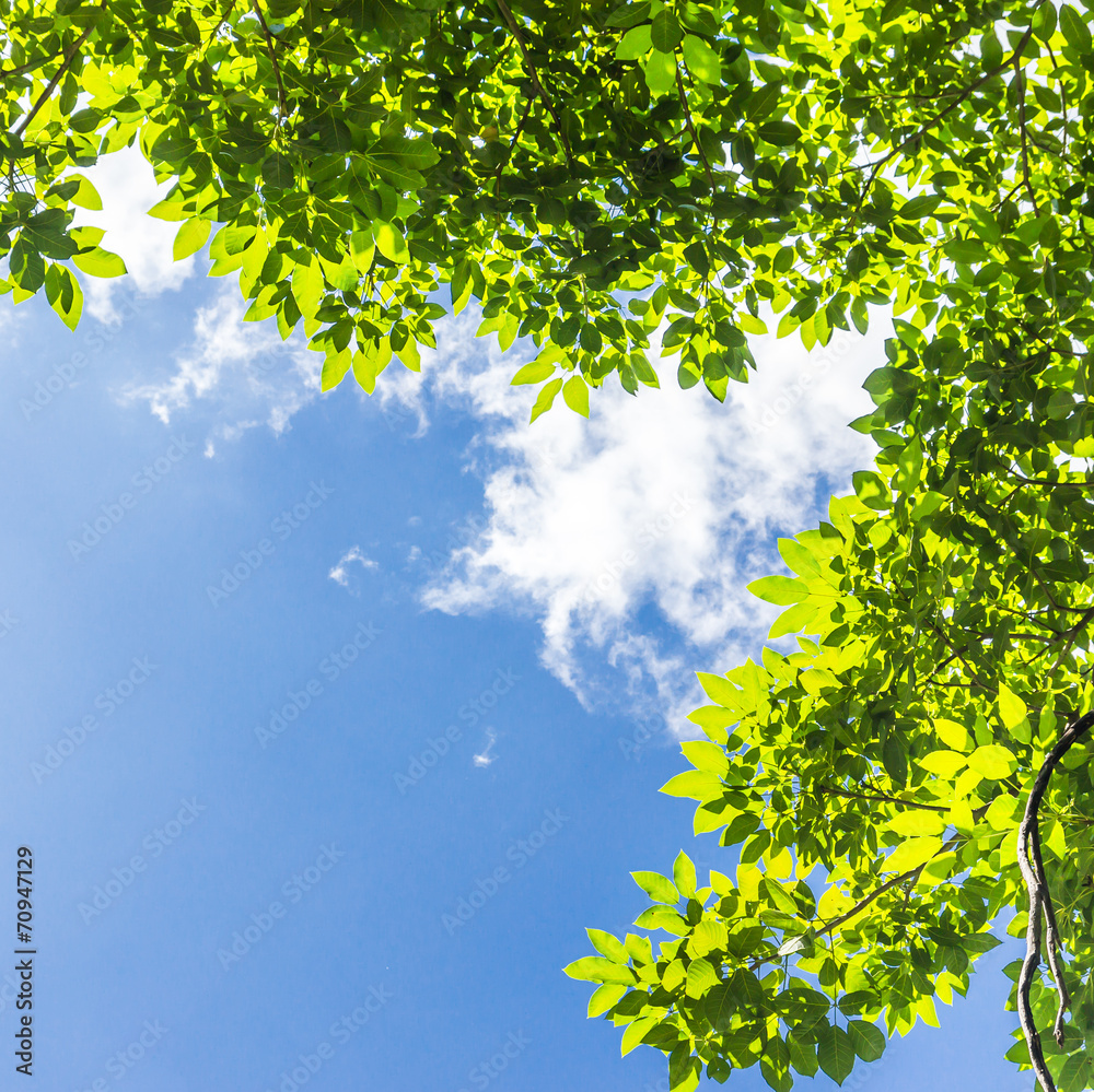 green leaves against blue sky green leaves against blue sky