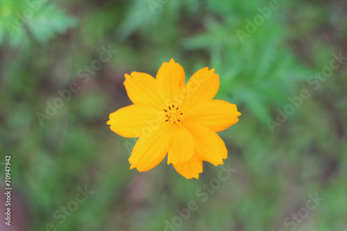A yellow daisy flower closeup background.