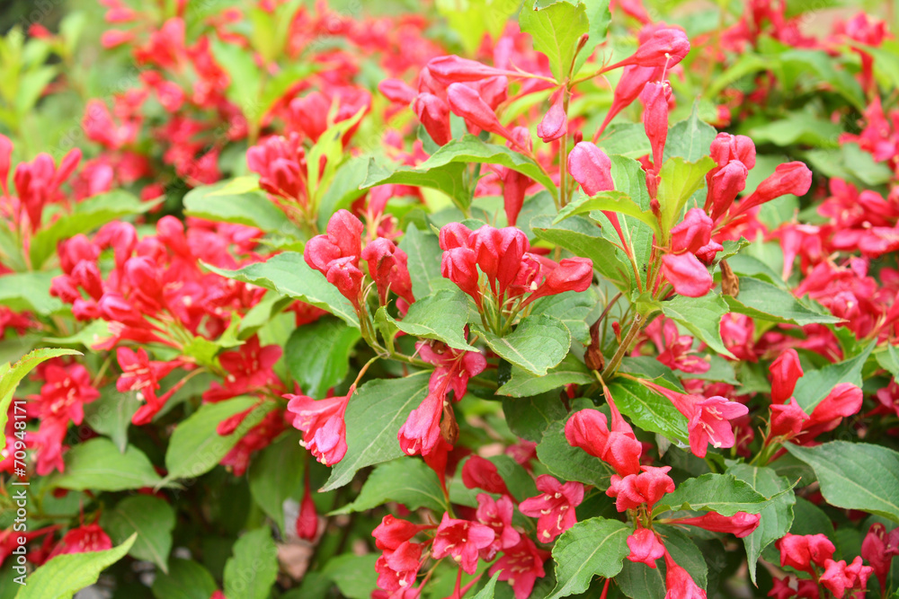 Red flowers Red flowers