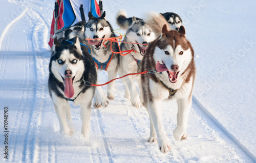 Husky dog team is running at sled dog race on snow