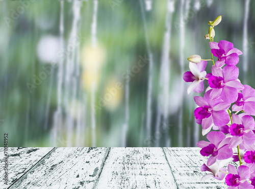 Fototapeta Naklejka Na Ścianę i Meble -  Orchids in rainy day