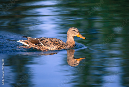 Wild duck photo