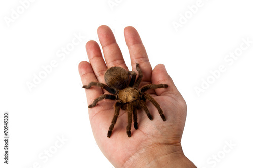 Tarantula on a hand.