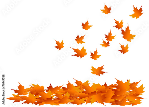 Autumn Maple Leaves