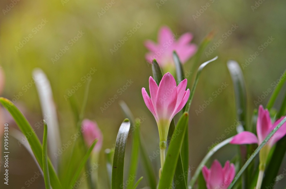 Obraz premium flower in fresh morning