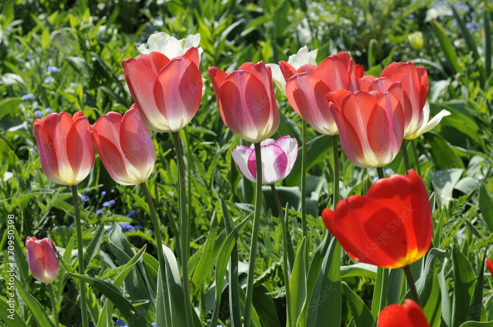 Fototapeta premium Tulpen