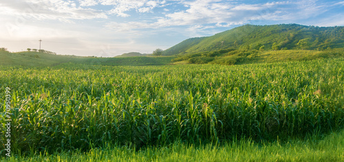 Canvas Print Beautiful Cuban Countryside