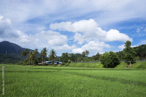 Paddy Field