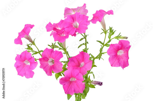 Pink petunia flowers on white background