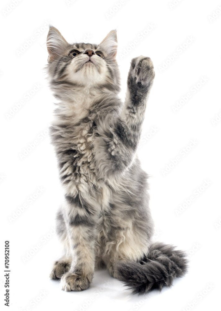 Obraz premium kotek maine coon