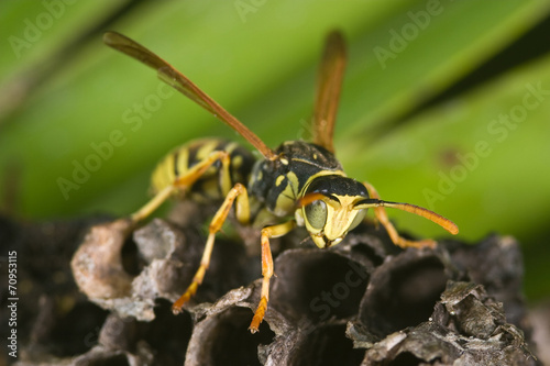 Wasp (Polistes bischoffi) © David Acosta Allely