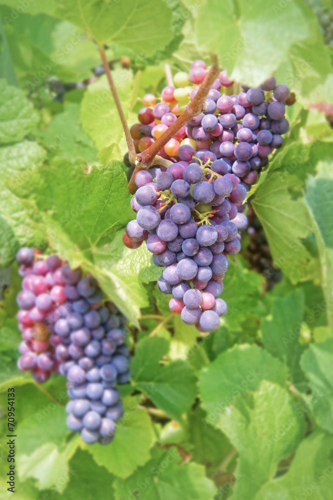 Close up on red grapes with green leaves in a vineyard