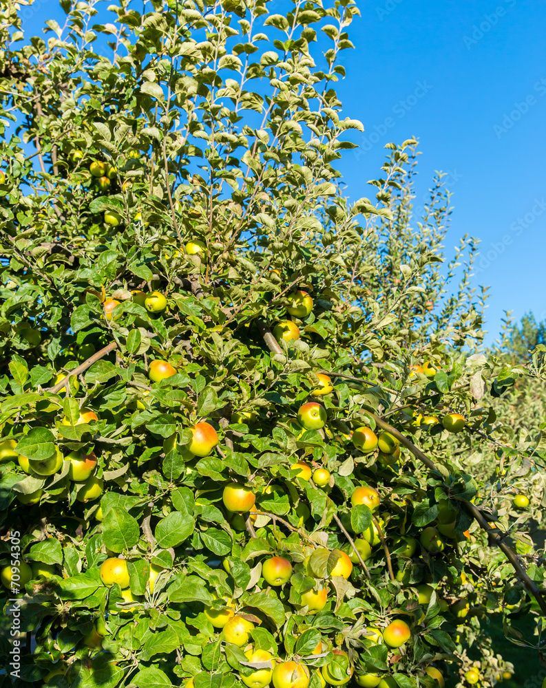 Green apples on apple tree branch ready to be harvested