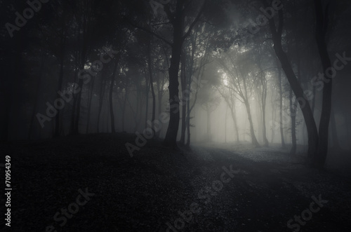 spooky dark forest