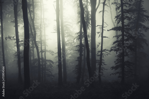 light at the edge of a dark forest with fog