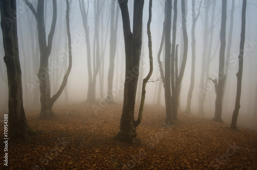 colorful forest with fog