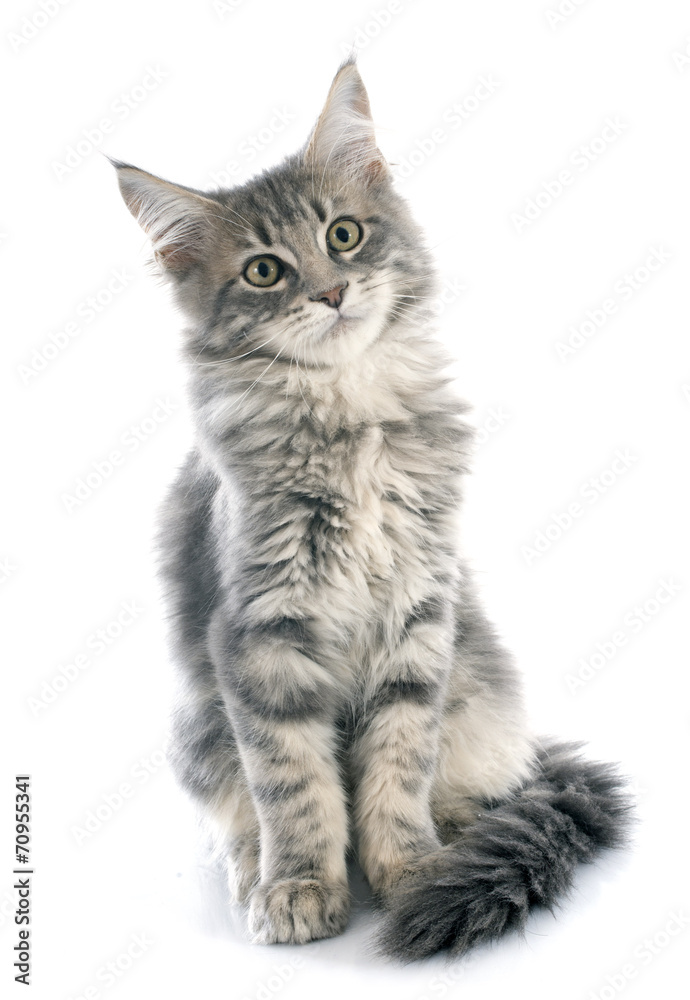 Obraz premium kotek maine coon