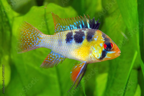Dwarf butterfly cichlid photo
