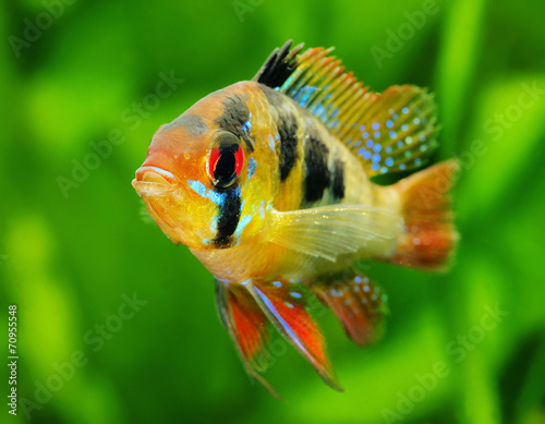 Dwarf butterfly cichlid photo
