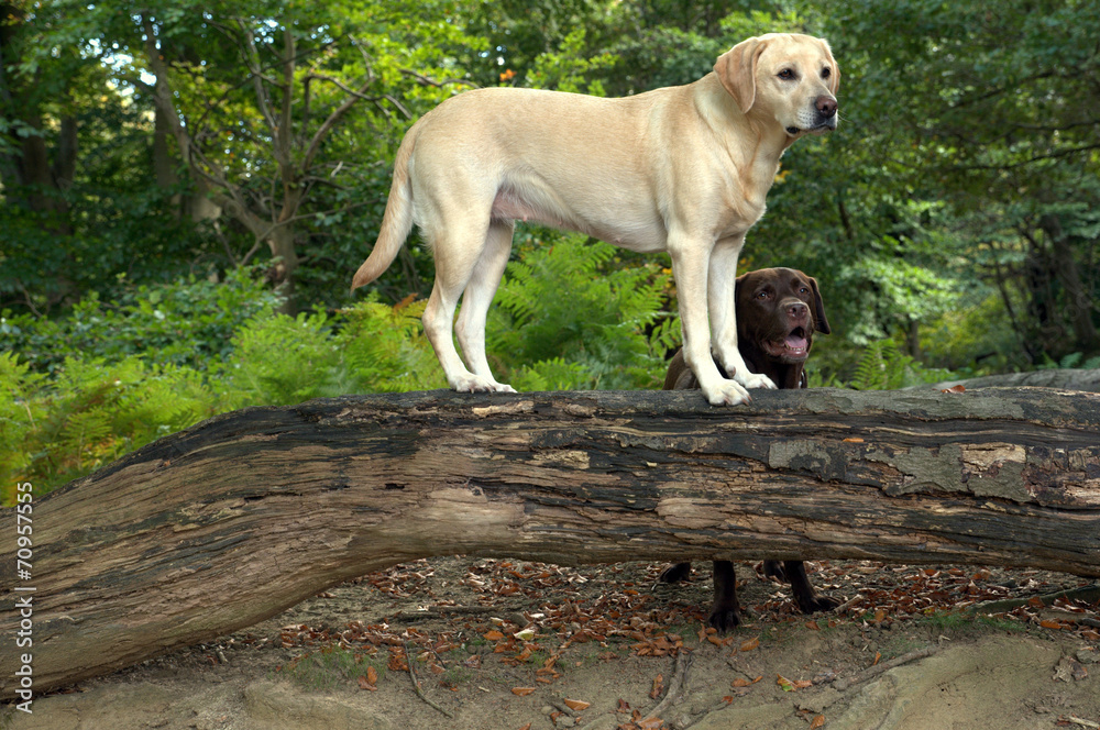 yellow labrador