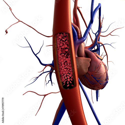 blood vessels, erythrocyte photo