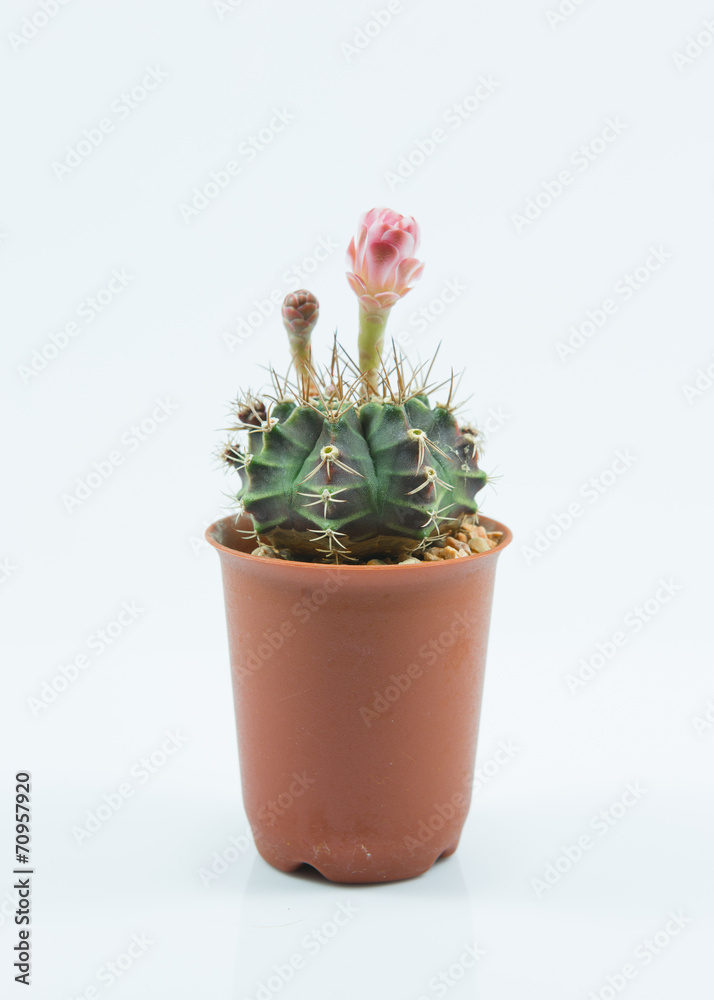 isolation cactus isolation cactus
