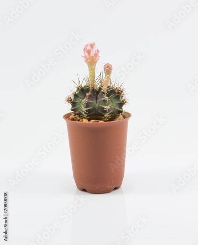 isolation cactus